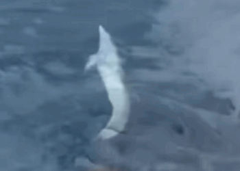 Salvar los delfines (Part 2)