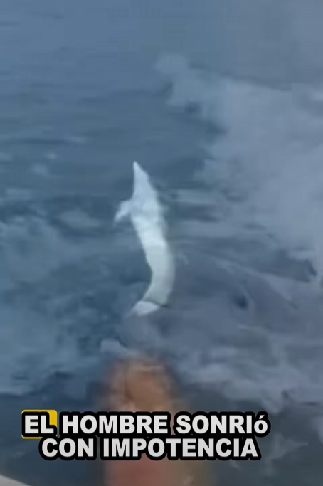 Salvar los delfines (Part 2)