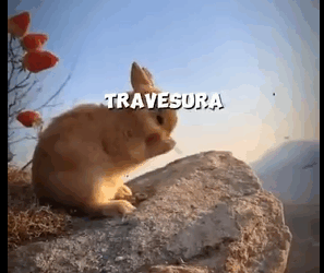 H1211002 Este Conejito Fue Salvado De Un Destino Terrible (Parte 2)