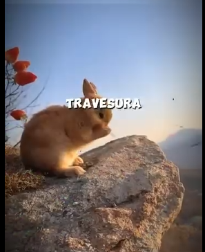 H1211002 Este Conejito Fue Salvado De Un Destino Terrible (Parte 2)