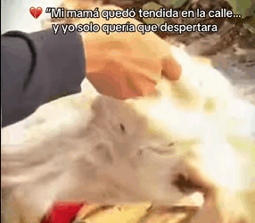 H1211001 Mi mamá quedó tendida en la calle yo solo quería que despertara (Parte 2)