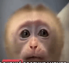 H1211003 un monito que todos queremos tener (Parte 2)