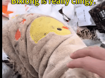 A1211001 Salvar una vida también puede tener cuatro patas (Parte 2)