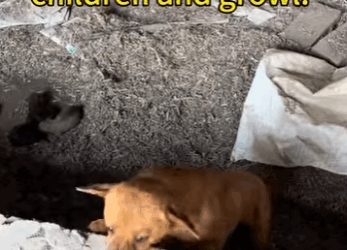 A1211003 Cada rescate es una historia de esperanza (Parte 2)