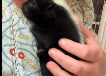 poor little skunk in field!#rescue#fyp#animals#rescueanimals…_part2.