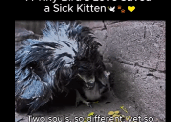 A1311006 El amor más puro tiene cuatro patas (Parte 2)