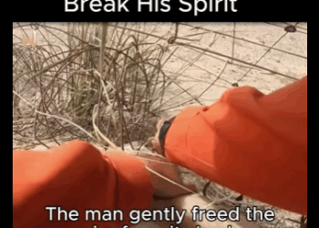 A1311004 Cada vida importa, cada rescate cuenta (Parte 2)