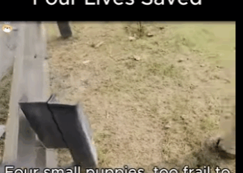 A1311002 No son cosas, son seres que sienten (Parte 2)