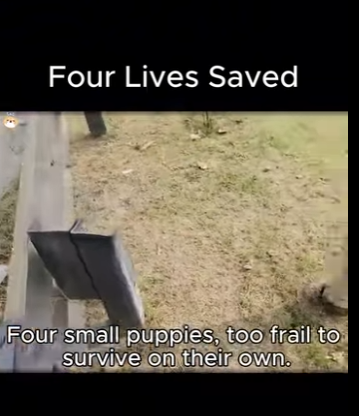 A1311002 No son cosas, son seres que sienten (Parte 2)