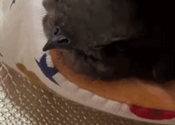 Vencejos de rescate (Part 2)