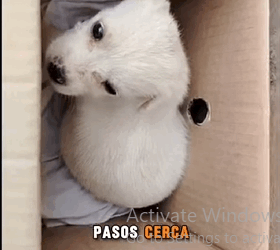 H1311001 Me dejaron en una caja nadie volvió por mí (Parte 2)