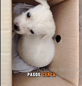 H1311001 Me dejaron en una caja nadie volvió por mí (Parte 2)