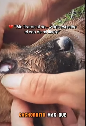 H1311002 Me tiraron al río aún escucho el eco de mi llanto (Parte 2)