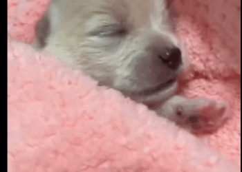 poor puppy fell into water!#rescue#fyp#animals#rescueanimals…_part2.