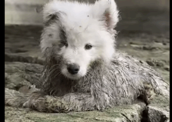 E1211003 No los ignores, ellos también sienten (parte 2)