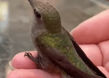 Colibríes rescatados (Part 2)