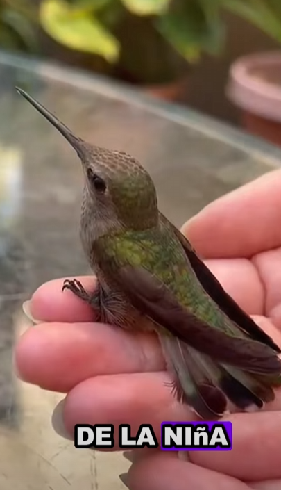 Colibríes rescatados (Part 2)