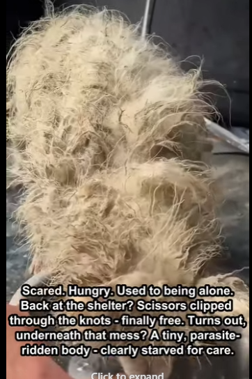 E1211001 Detrás de cada rescate hay esperanza (Parte 2)