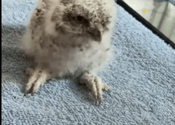 Búho de rescate (Parte 2)