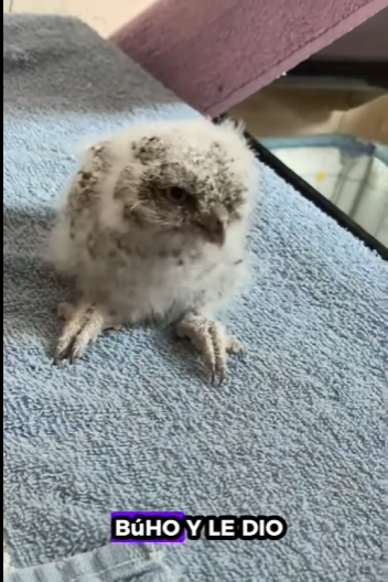 Búho de rescate (Parte 2)