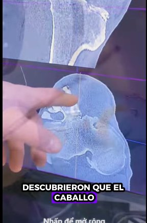 Caballo de rescate (Parte 2)