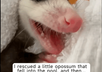 rescued opossum in pool adopted it.#opossum#rescueanimal…_part2