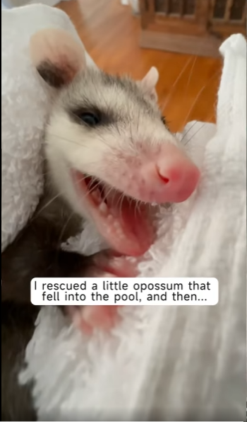 rescued opossum in pool adopted it.#opossum#rescueanimal…_part2