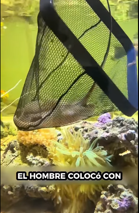 Salva las mantarrayas (Parte 2)