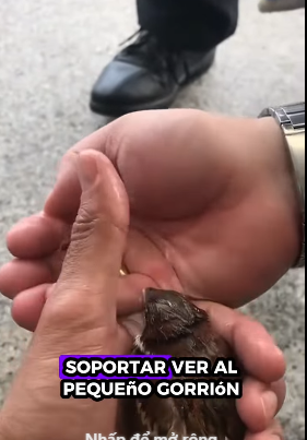 Gorriones de rescate (Parte 2)