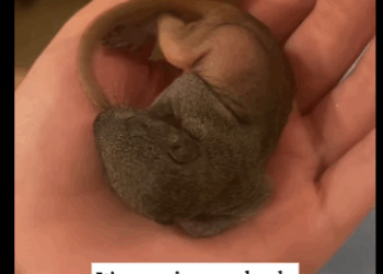 We saw little thing in park then #animals#rescue#fyp#squ…_part2