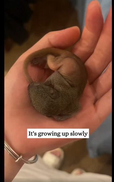 We saw little thing in park then #animals#rescue#fyp#squ…_part2