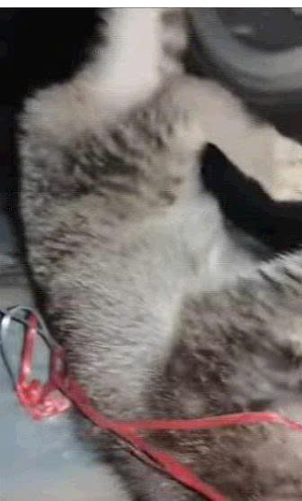 Mira la parte 2 en los comentarios (Parte 2)