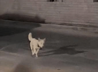 El amor animal no tiene precio (Parte 2)