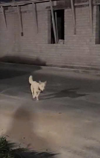 El amor animal no tiene precio (Parte 2)