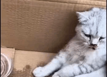 Cada rescate deja una huella en el alma (Parte 2)