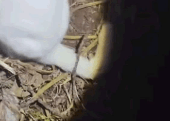 Ellos también son familia (Parte 2)