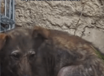 H1411006 Aquí sigo donde me dejó aquel día sin mirar atrás (Parte 2)