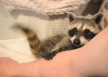 saw poor little raccoon fell into water!#rescue#fyp#animals…_part2