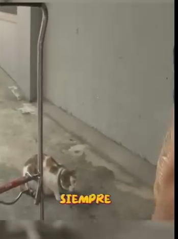 H1411002 Esta historia te hará llorar (Parte 2)