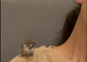rescued little bird was trapped in snow then #animal…_part2