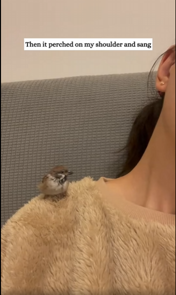 rescued little bird was trapped in snow then #animal…_part2