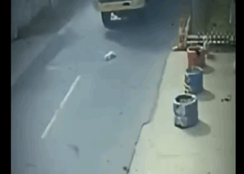 H1411001 estos perritos ayudaron su amigo (Parte 2)