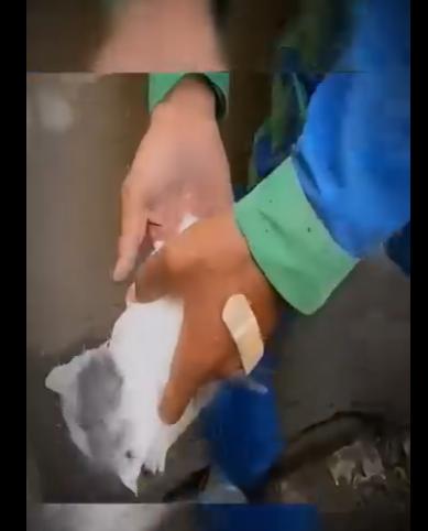 H1411003 Gatito Es Rescatado De Un Final Muy Triste#historias (Parte 2)