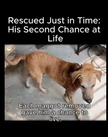 A1411001 Rescatada justo a tiempo su segunda oportunidad en la vida (Parte 2)