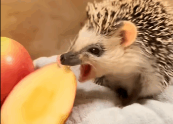 saw hedgehog fall into water.#rescueanimals#cute#rescue#f…_part2