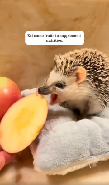 saw hedgehog fall into water.#rescueanimals#cute#rescue#f…_part2