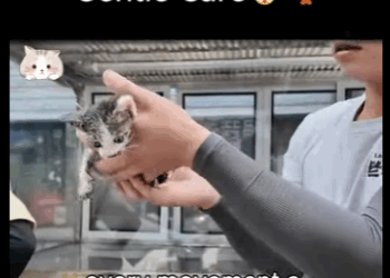 A1411003 Dolor persistente a cuidado delicado (Parte 1)