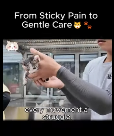 A1411003 Dolor persistente a cuidado delicado (Parte 1)