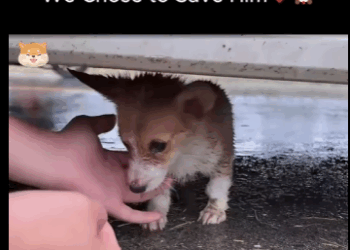 A1411002 Lo abandonaron, pero nosotros decidimos salvarlo (Parte 2)