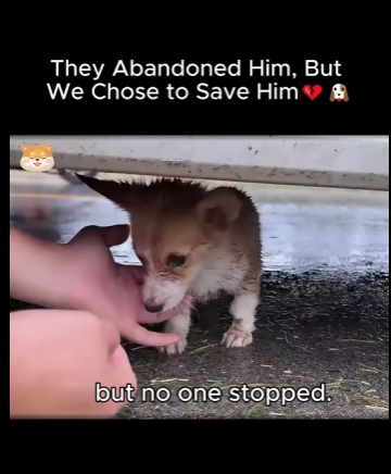 A1411002 Lo abandonaron, pero nosotros decidimos salvarlo (Parte 2)